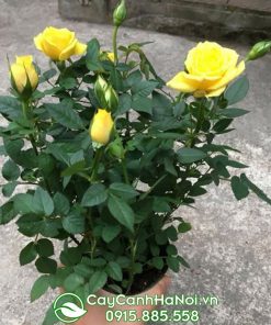 hoa hồng tỉ muội màu vàng