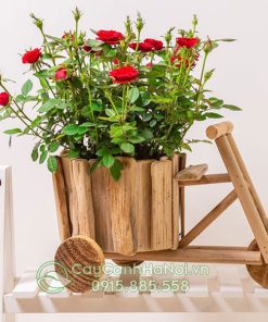 Hoa hồng tiểu muội trồng chậu gỗ kiểu xe đạp