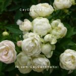 Hoa hồng White Margo Koster Tree Rose