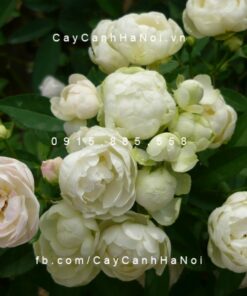 Hình ảnh hoa hồng White Margo Koster Tree Rose