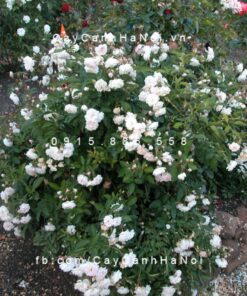 Hình ảnh hoa hồng White Margo Koster Tree Rose
