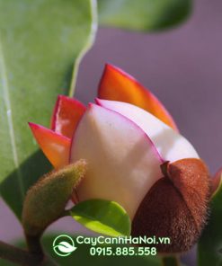 Hoa lan tiêu cam