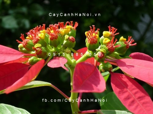 cây hoa trạng nguyên cây hoa trạng nguyên