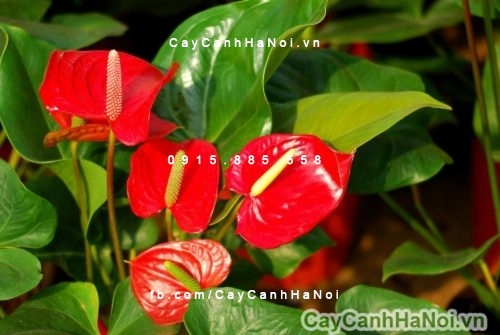 Hoa đại hồng môn 3 hoa đại hồng môn