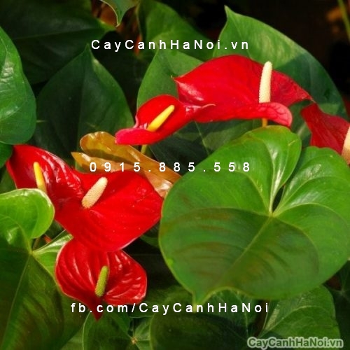 Hoa đại hồng môn 4 hoa đại hồng môn 2