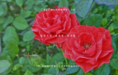 hình ảnh hoa hồng nhung đỏ | Blog Cây Cảnh