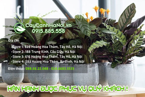 Địa chỉ mua cây kiểng lá đuôi công đẹp giá rẻ tại Hà Nội