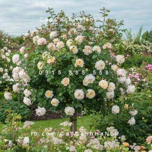 Hoa hồng Crocus Tree Rose