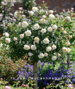 Hoa hồng Crocus Tree Rose