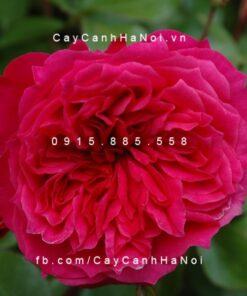 Hoa hồng Ivor's Tree Rose