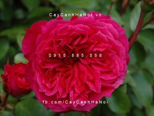 Hoa hồng Ivor's Tree Rose