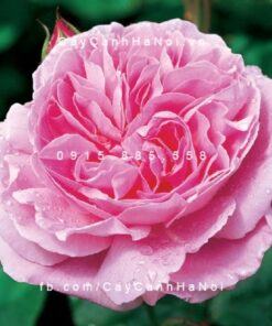 Hoa hồng Mary Tree Rose