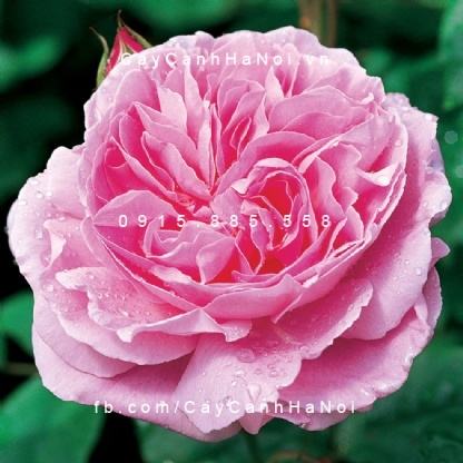 Hoa hồng Mary Tree Rose