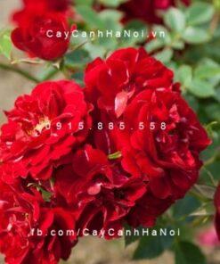 Hoa hồng Red Fairy Tree Rose