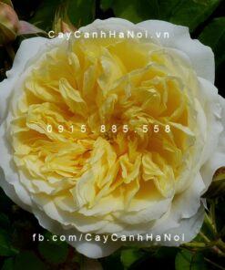 Hoa hồng The Pilgrim Tree Rose
