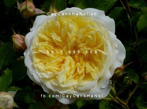 Hoa hồng The Pilgrim Tree Rose