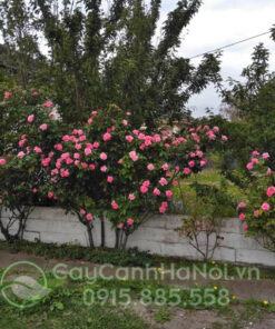 Hoa hồng thân gỗ sapa trồng trang trí sân vườn
