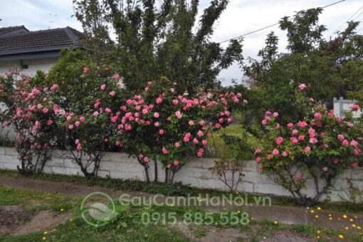Hoa hồng thân gỗ sapa trồng trang trí sân vườn
