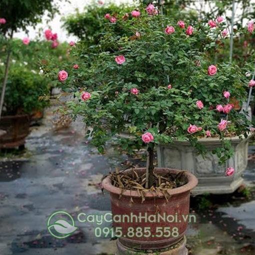 Kỹ thuật trồng hồng cổ sapa