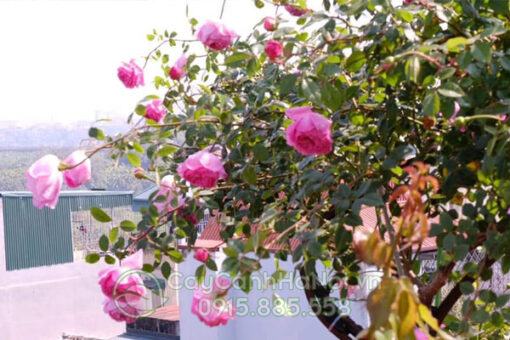 Hoa hồng cổ Sapa trồng trên ban bông đẹp