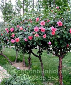 Bán cây giống hoa hồng cổ sapa