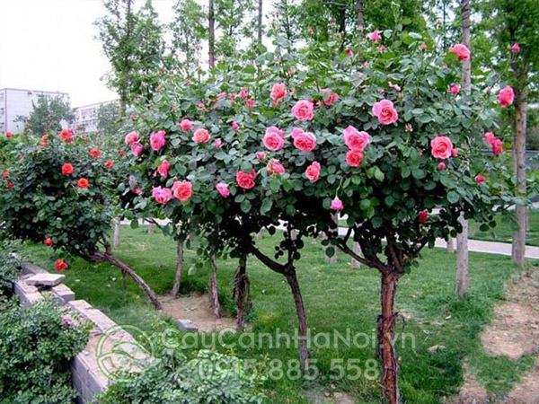 Bán cây giống hoa hồng cổ sapa