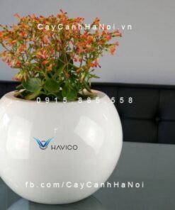 Chậu nhựa trồng cây composite Havico Mina| CB-317Chậu nhựa trồng cây composite Havico Mina| CB-317