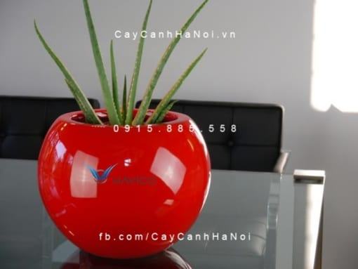 Chậu nhựa trồng cây composite Havico Mina| CB-317