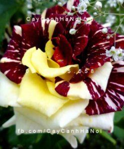 Hình ảnh hoa hồng Abracadabra Tree Rose