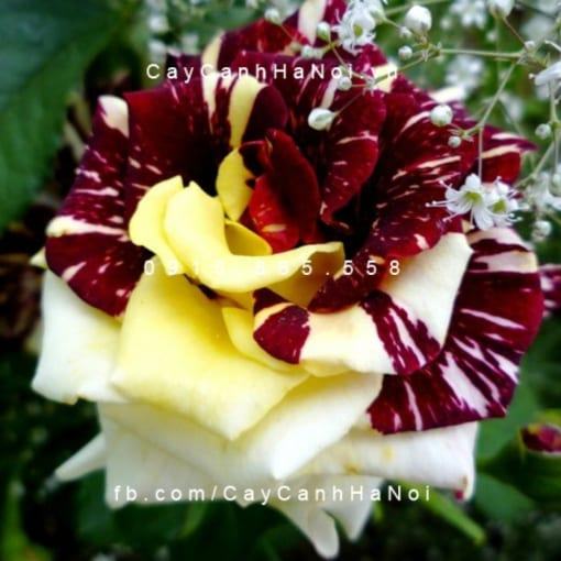Hình ảnh hoa hồng Abracadabra Tree Rose