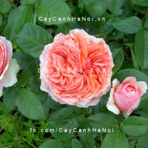 Hình ảnh hoa hồng Alexandrine Tree Rose