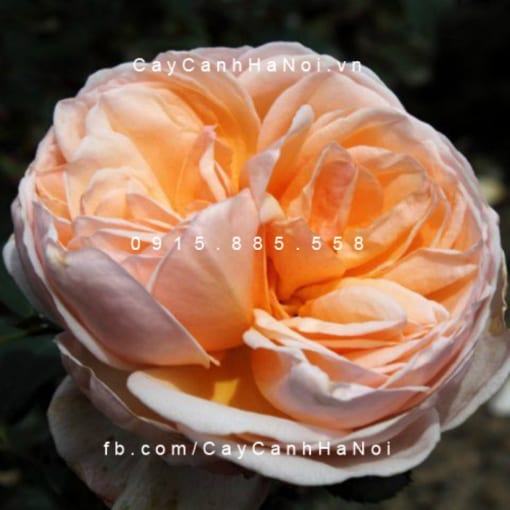 Hình ảnh hoa hồng Alexandrine Tree Rose