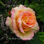 Hình ảnh hoa hồng Ambiance Tree Rose