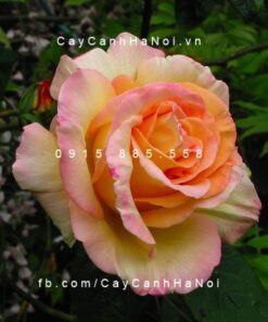 Hình ảnh hoa hồng Ambiance Tree Rose