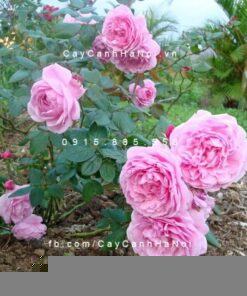 Hoa hồng Bishop Castle Tree Rose