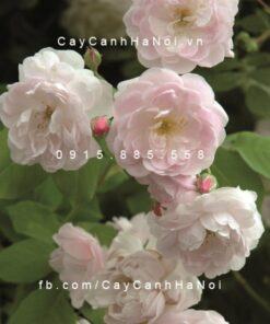 Hình ảnh hoa hồng Blush Noisette Tree Rose