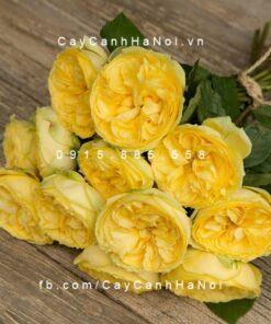 Hình ảnh hoa hồng Catalina Spray Tree Rose