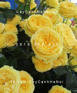Hình ảnh hoa hồng Catalina Spray Tree Rose