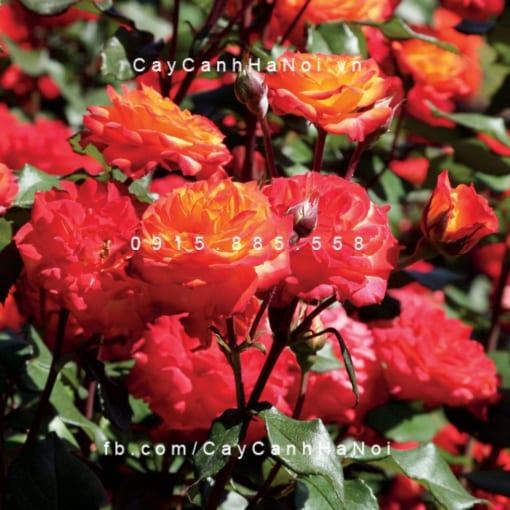 Hình ảnh hoa hồng Charisma Tree Rose