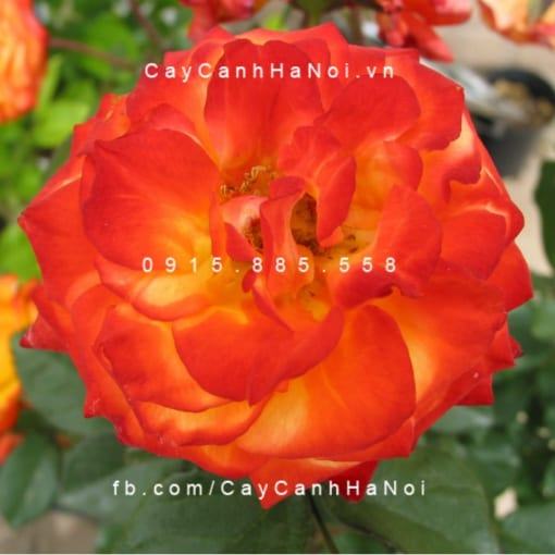 Hình ảnh hoa hồng Charisma Tree Rose