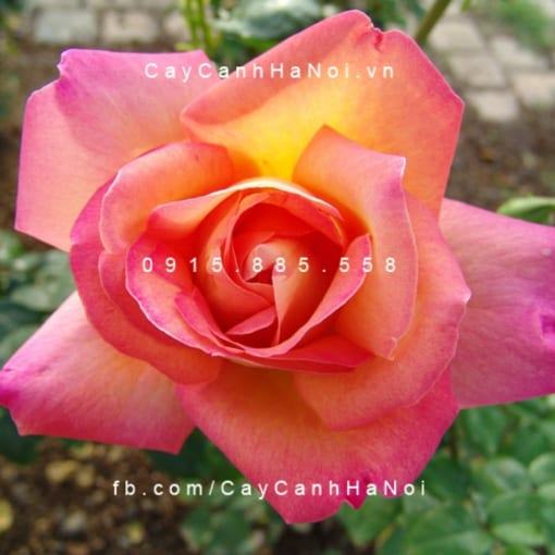 Hình ảnh hoa hồng Chicago Peace Tree Rose