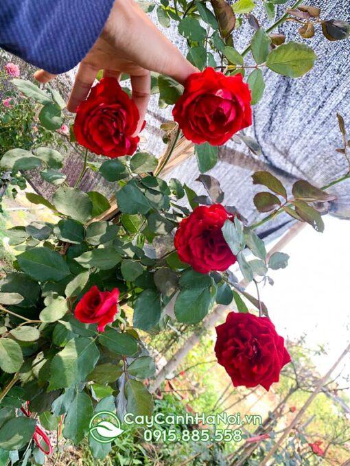 Bán cây hoa hồng cổ hải phòng