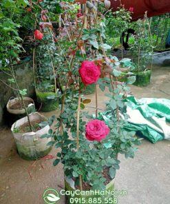 Cách chăm hoa hồng cổ hải phòng