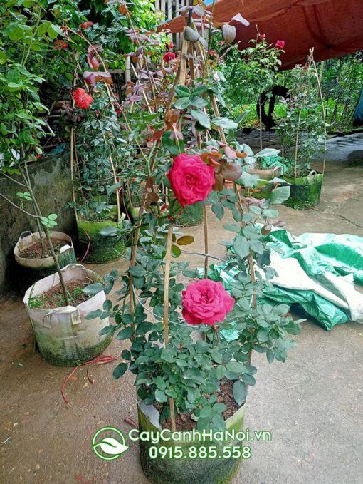 Cách chăm hoa hồng cổ hải phòng