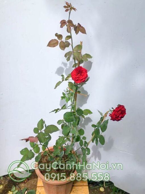 Giống hoa hồng leo cổ Hải Phòng