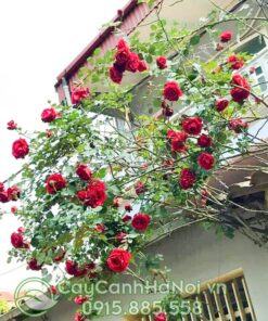 Hoa hồng đỏ cổ Hải Phòng