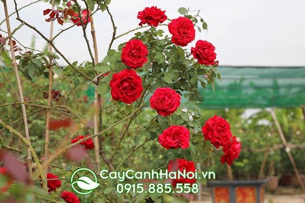 Hoa hồng cổ Hải Phòng