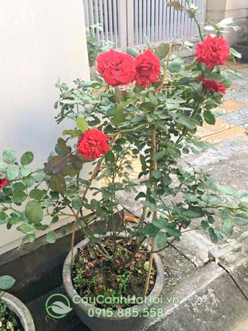 Cách trồng hoa hồng leo hải phòng