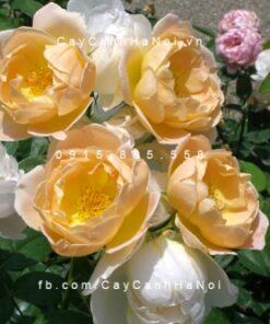 Hoa hồng Comtes de Champagne Tree Rose