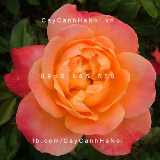 Hoa hồng Dame Elizabeth Murdock Tree Rose